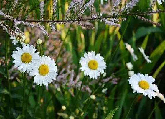 种植土壤|白菊配土方法与种植土壤