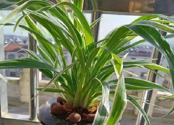 植物文学|吊兰的生长过程