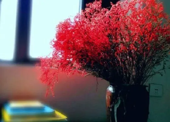 花卉百科|满天星怎么做干花能保持颜色 怎么插花瓶好看