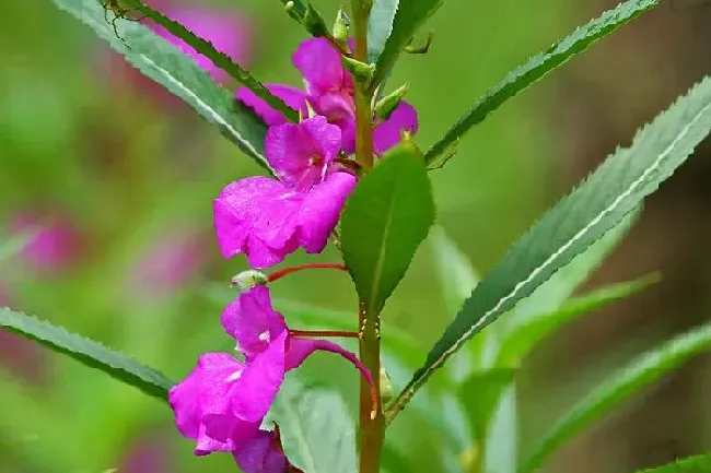 植物寓意|凤仙花的寓意和象征含义（凤仙花象征着什么意义）