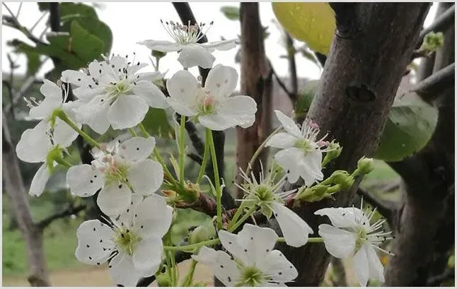 梨叶焦枯早落是什么病？该如何防治？ | 植物病害