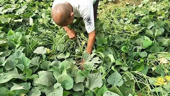 种植管理|红薯什么时候控旺效果好，种植红薯为什么要翻藤控旺）