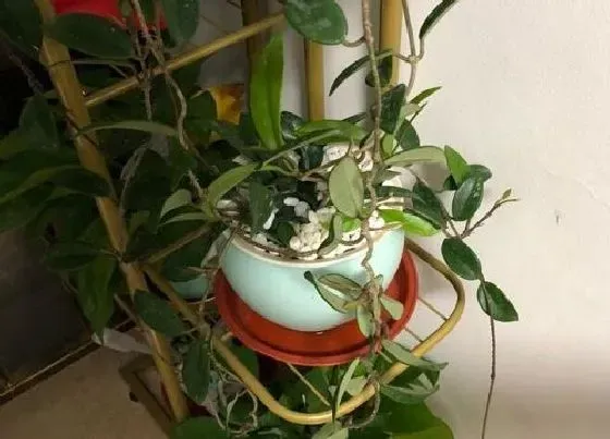 植物百科|球兰适合在室内养吗