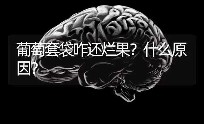 葡萄套袋咋还烂果？什么原因？ | 瓜果种植