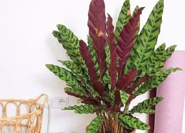 植物浇水|红羽竹芋怎么浇水方法