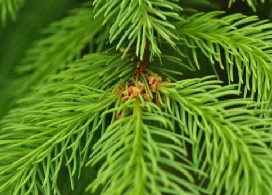 植物百科|松叶是什么形状