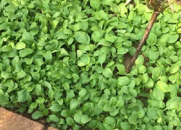 植物浇水|啤酒兑水可以浇蔬菜吗