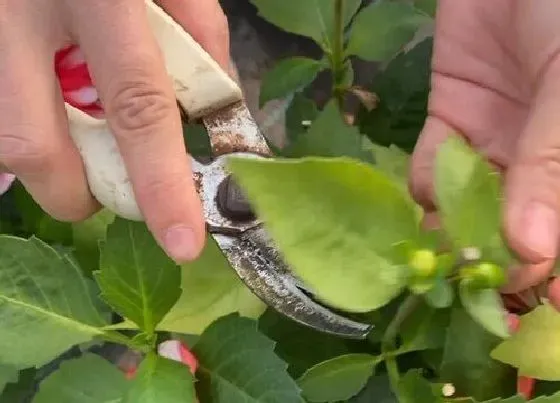 植物修剪|小丽花怎么修剪方法