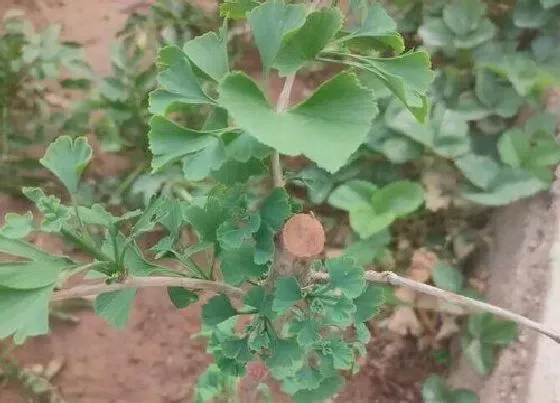 花期|银杏花期是什么时候