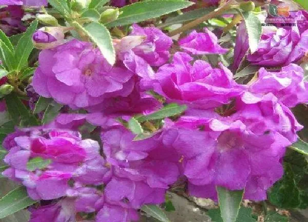 养殖科普|凤仙花喜水吗 属于喜水植物吗