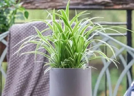 植物文学|吊兰的生长过程