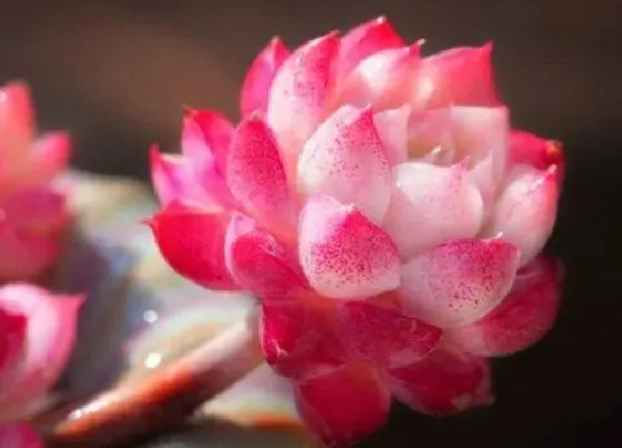 花语|多肉开花有什么寓意 开花预示着什么意思