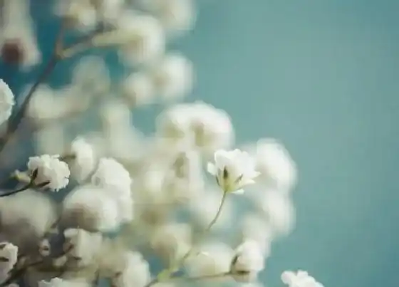 花语|什么花代表我爱你