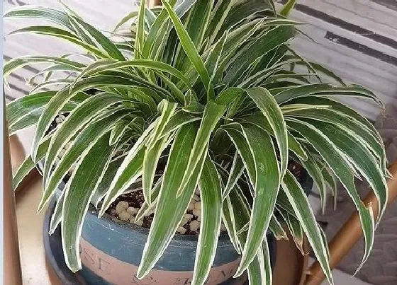 花卉风水|卫生间门口放什么植物风水好