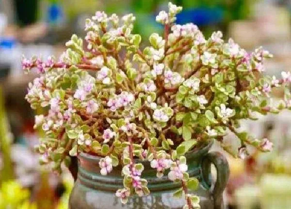植物浇水|雅乐之舞怎么浇水方法