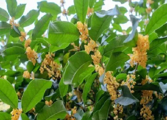 种植长叶|桂花树不长叶子怎么办