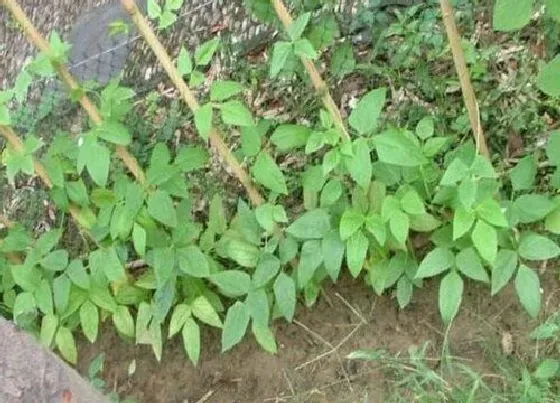 种植管理|长豆的种植方法和时间 长豆角栽培管理技术