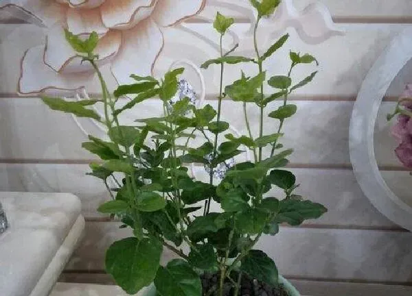 植物浇水|茉莉花可以浇淘米水吗