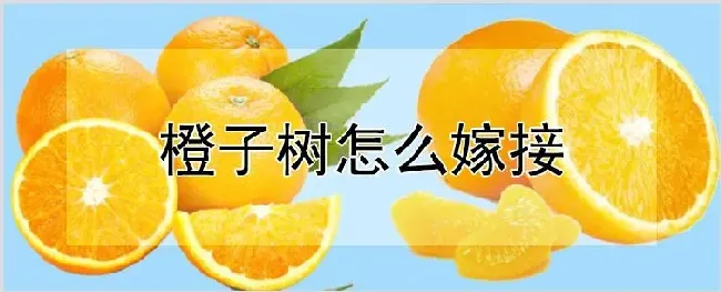 橙子树怎么嫁接 | 农业技术