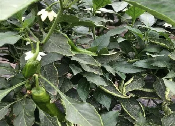 植物病害|为什么辣椒开花开一个掉一个 辣椒开花总是掉是什么原因