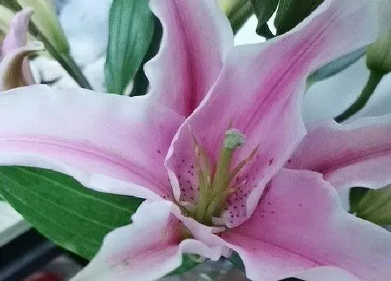 送花|祝贺升职送什么花合适