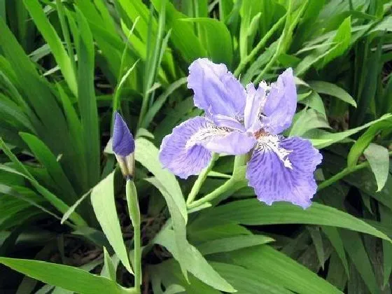 开花时间|蓝蝴蝶一年开几次花 花期月份与时间