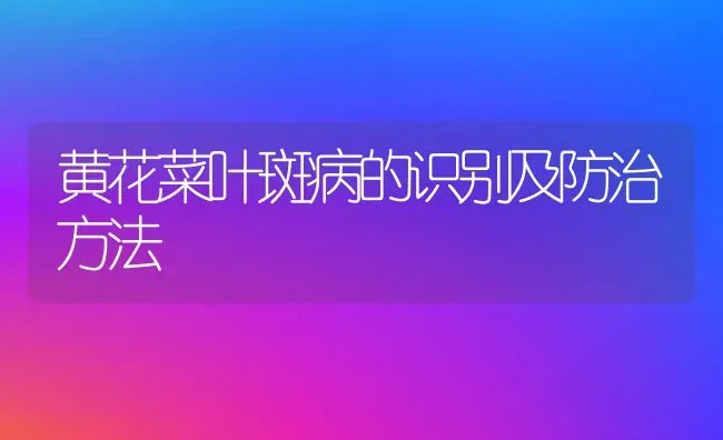 黄花菜叶斑病的识别及防治方法 | 蔬菜种植