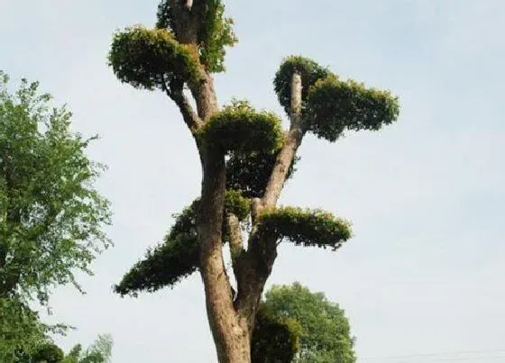 植物种类|卓树是什么树种 长得什么样子