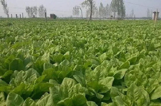 种植管理|莴笋种植时间与生长期 什么时候栽种最好