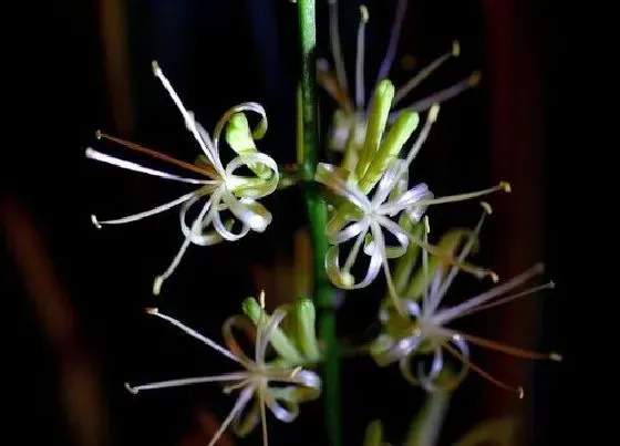 植物百科|虎皮剑开花吗 开花什么样子