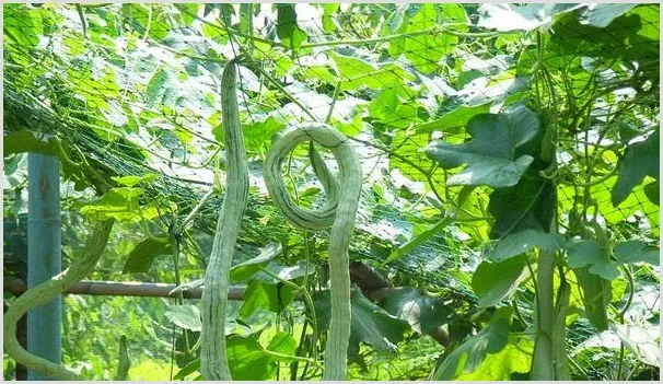 高产蛇瓜需要掌握的种植方法有哪些？ | 种植资料
