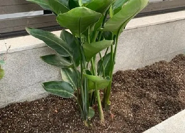 植物浇水|天堂鸟要经常浇水吗