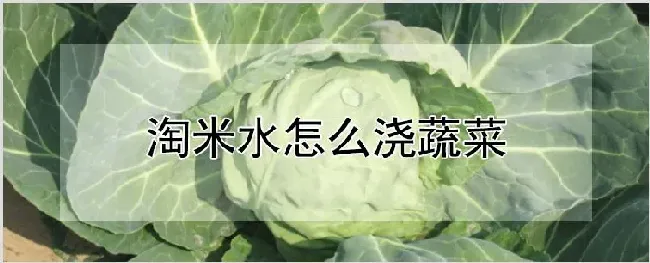 淘米水怎么浇蔬菜 | 种植技术