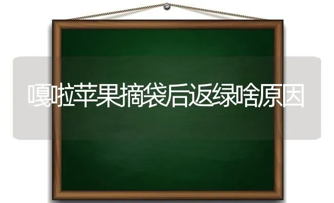 嘎啦苹果摘袋后返绿啥原因 | 瓜果种植