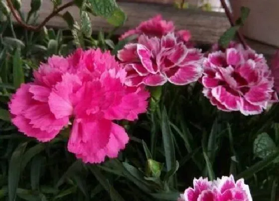 开花时间|麝香石竹一年开几次花
