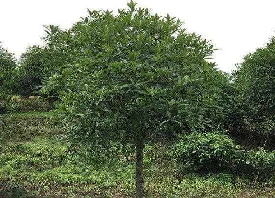 植物排行|珍稀桂花品种