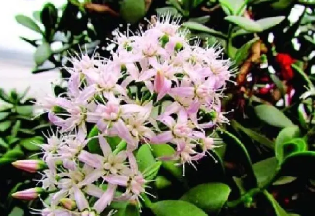 养殖方法|玉树种几年才能开花（玉树盆栽开花条件与养护方法）