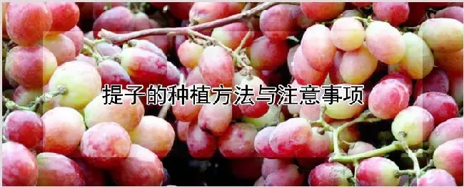 提子的种植方法与注意事项 | 耕种资料