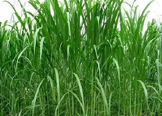 种子|皇竹草有种子吗 可以种子播种种植吗