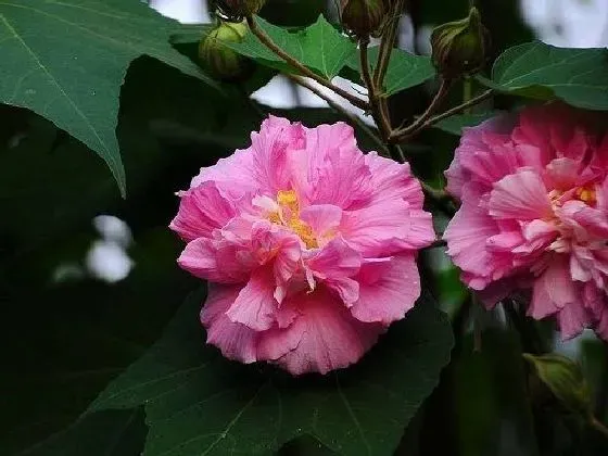 开花时间|芙蓉几月份开花