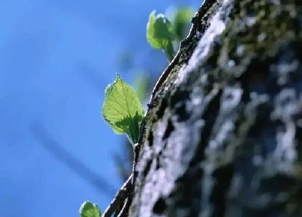 植物发芽|小草发芽的过程