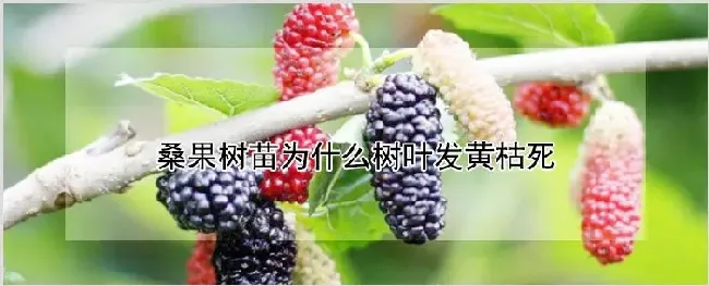 桑果树苗为什么树叶发黄枯死 | 耕种资料