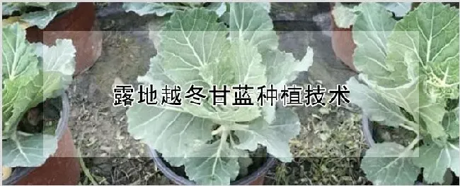 露地越冬甘蓝种植技术 | 农业技术