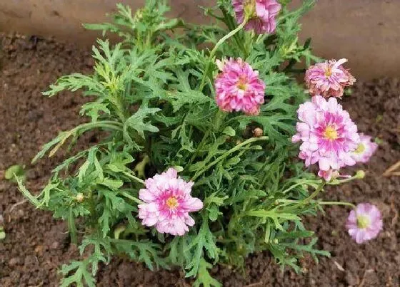 花语|不同颜色雏菊的花语