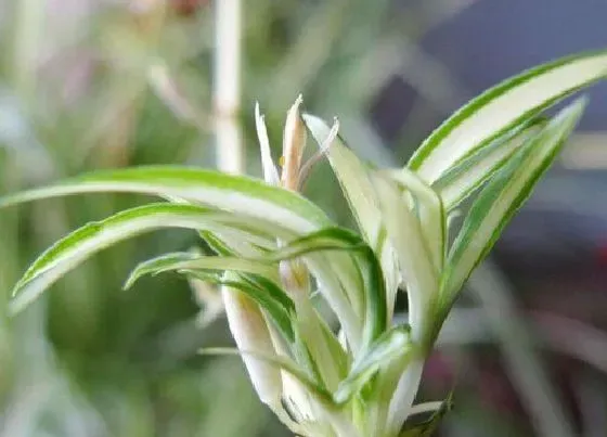 植物百科|青叶吊兰会开花吗 在什么时候开花