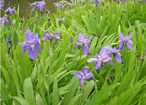 种植管理|鸢尾花几月份种植合适