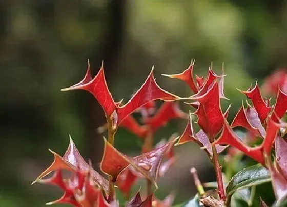 植物百科|枸骨是雌雄同株吗