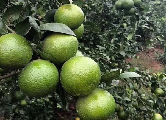 种植管理|桔子几年结果实