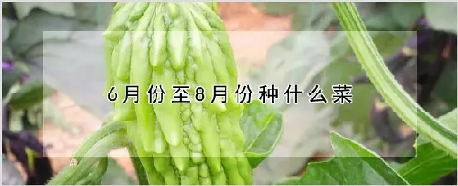 6月份至8月份种什么菜 | 种植技术