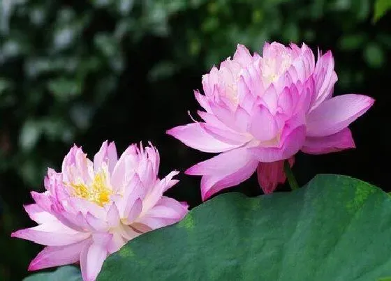 摆放常识|家里养荷花风水禁忌 家中养荷花风水上有说法吗